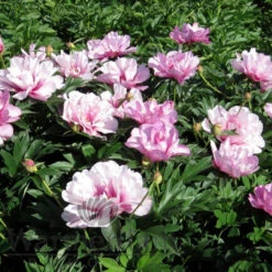Paeonia First Arrival 4L/21cm -Ketler Outdoors Shop first arrival f6 49172.1662993092