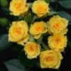 Patio Rose 'Flower Power Gold' 4L -Ketler Outdoors Shop flower power gold 02589.1674483807