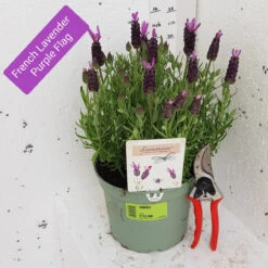 French Lavender Purple Flag -Ketler Outdoors Shop french lavender purple flag 94129.1662992281
