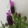 French Lavender Purple Flag -Ketler Outdoors Shop french lavender purple flag close up 97595.1665133515