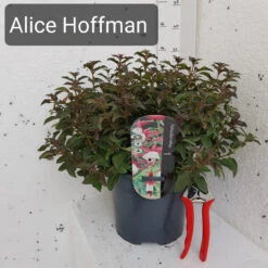 Fuchsia 'Alice Hoffman' 3L -Ketler Outdoors Shop fuchsia alice hoffman 3ltr 79404.1662991160