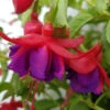 Fuchsia 'Army Nurse' Hardy Variety 3Ltr -Ketler Outdoors Shop fuchsia army nurse close up 49766.1665133509