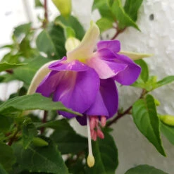Fuchsia 'Delta's Sarah' 3L