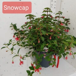 Fuchsia 'Snowcap' Hardy Variety 3Ltr -Ketler Outdoors Shop fuchsia snowcap 3ltr 00355.1662992280