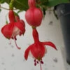 Fuchsia 'Snowcap' Hardy Variety 3Ltr -Ketler Outdoors Shop fuchsia snowcap close up 73074.1665133509