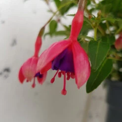 Fuchsia 'Tom Thumb' Hardy Variety 3Ltr
