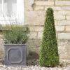 Boxwood Obelisk - 90cm -Ketler Outdoors Shop gagtop0043 boxwood 05370.1665133279