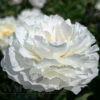 Paeonia Gardenia 4L/21cm -Ketler Outdoors Shop gardenia f1 04534.1665133463