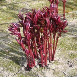 Paeonia Gardenia 4L/21cm -Ketler Outdoors Shop gardenia f2 07400.1662993093