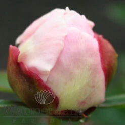 Paeonia Gardenia 4L/21cm -Ketler Outdoors Shop gardenia f5 45487.1662993093