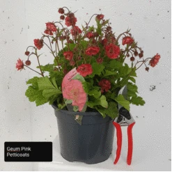 Geum 'Pink Petticoats'