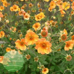 Geum 'Totally Tangerine'
