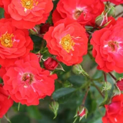 Gift Rose 'Grandpa's Rose' 5L