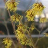 Hamamelis ¢Westerstede¢¢ -Ketler Outdoors Shop hamamelis yellow flowers 56936.1667468731