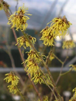Hamamelis ¢Westerstede¢¢