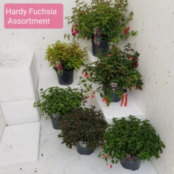 Fuchsia 'Hardy Assortment' Of 6 X 3Ltr -Ketler Outdoors Shop hardy fuchsia assortment 3ltr 38974.1662992280