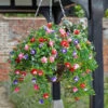 Bizzie Lizzie Hanging Basket - 30cm -Ketler Outdoors Shop hbagen0111 96967.1665133315