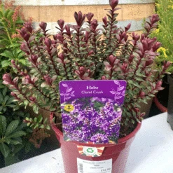 Hebe Claret Crush 2L -Ketler Outdoors Shop hebe claret crush 1 14943 00962.1662992758