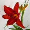 Hemerocallis 'Anzac' 3L -Ketler Outdoors Shop hemerocallis anzac close up 43407.1665133469