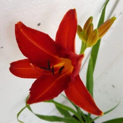 Hemerocallis 'Anzac' 3L