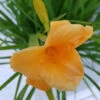 Hemerocallis 'Stella De Oro' 3L -Ketler Outdoors Shop hemerocallis stella de oro close up 99116.1665133464