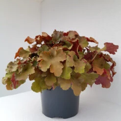 Heuchera 'Tangerine Wave' 3L -Ketler Outdoors Shop heuchera tangerine 1 60238.1662993375
