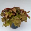Heuchera 'Tangerine Wave' 3L -Ketler Outdoors Shop heuchera tangerine 2 1 1 29762.1665133471