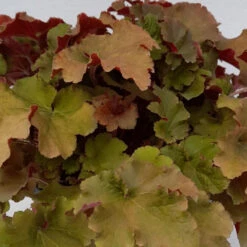 Heuchera 'Tangerine Wave' 3L -Ketler Outdoors Shop heuchera tangerine 2a 1 41440.1662993375