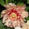Paeonia Select Hillary 4L/21cm -Ketler Outdoors Shop hillary f1 53426.1665133468