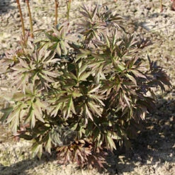 Paeonia Select Hillary 4L/21cm -Ketler Outdoors Shop hillary f3 61891.1662993078