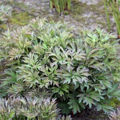 Paeonia Select Hillary 4L/21cm -Ketler Outdoors Shop hillary f4 87513.1662993078