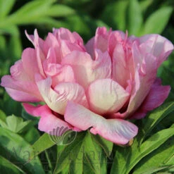 Paeonia Select Hillary 4L/21cm -Ketler Outdoors Shop hillary f6 05772.1662993078