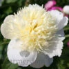 Paeonia Honey Gold 4L/21cm -Ketler Outdoors Shop honey gold f1 1 26599.1665133466