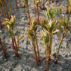 Paeonia Honey Gold 4L/21cm -Ketler Outdoors Shop honey gold f2 1 49120.1662993094