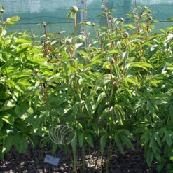 Paeonia Honey Gold 4L/21cm -Ketler Outdoors Shop honey gold f3 1 69564.1662993094