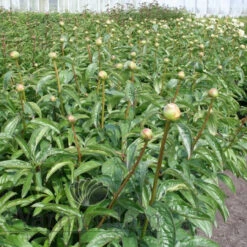 Paeonia Honey Gold 4L/21cm -Ketler Outdoors Shop honey gold f4 1 57030.1662993094