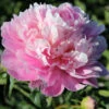 Paeonia Jacorma 4L/21cm -Ketler Outdoors Shop jacorma f1 20453.1665133472