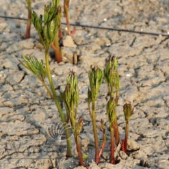 Paeonia Jacorma 4L/21cm -Ketler Outdoors Shop jacorma f2 96481.1662993094