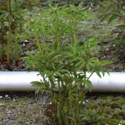 Paeonia Jacorma 4L/21cm -Ketler Outdoors Shop jacorma f3 54926.1662993093