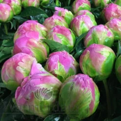 Paeonia Jacorma 4L/21cm -Ketler Outdoors Shop jacorma f4 60460.1662993093