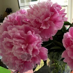 Paeonia Jacorma 4L/21cm -Ketler Outdoors Shop jacorma f5 58548.1662993093