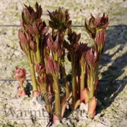 Paeonia Select Juliska 4L/21cm