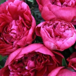 Paeonia Kansas 4L/21cm