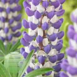 King Canute 13cm Pot -Ketler Outdoors Shop king canute 1 3 69793.1662993414