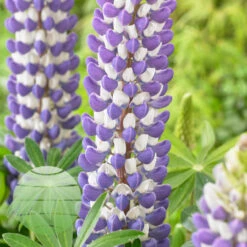 King Canute 19cm Pot -Ketler Outdoors Shop king canute 2 1 1 47850.1662993415