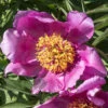 Paeonia Select Lavender Baby 4L/21cm -Ketler Outdoors Shop lavender baby f1 22075.1665133471