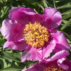 Paeonia Select Lavender Baby 4L/21cm