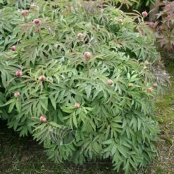 Paeonia Select Lavender Baby 4L/21cm -Ketler Outdoors Shop lavender baby f3 27925.1662993074