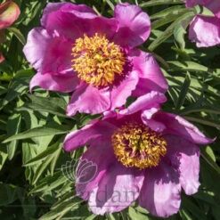 Paeonia Select Lavender Baby 4L/21cm -Ketler Outdoors Shop lavender baby f5 94483.1662993074