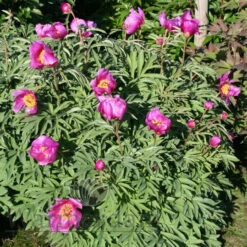 Paeonia Select Lavender Baby 4L/21cm -Ketler Outdoors Shop lavender baby f6 93616.1662993074